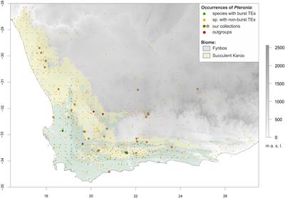 The relationship between transposable elements and ecological niches in the Greater Cape Floristic Region: A study on the genus Pteronia (Asteraceae)